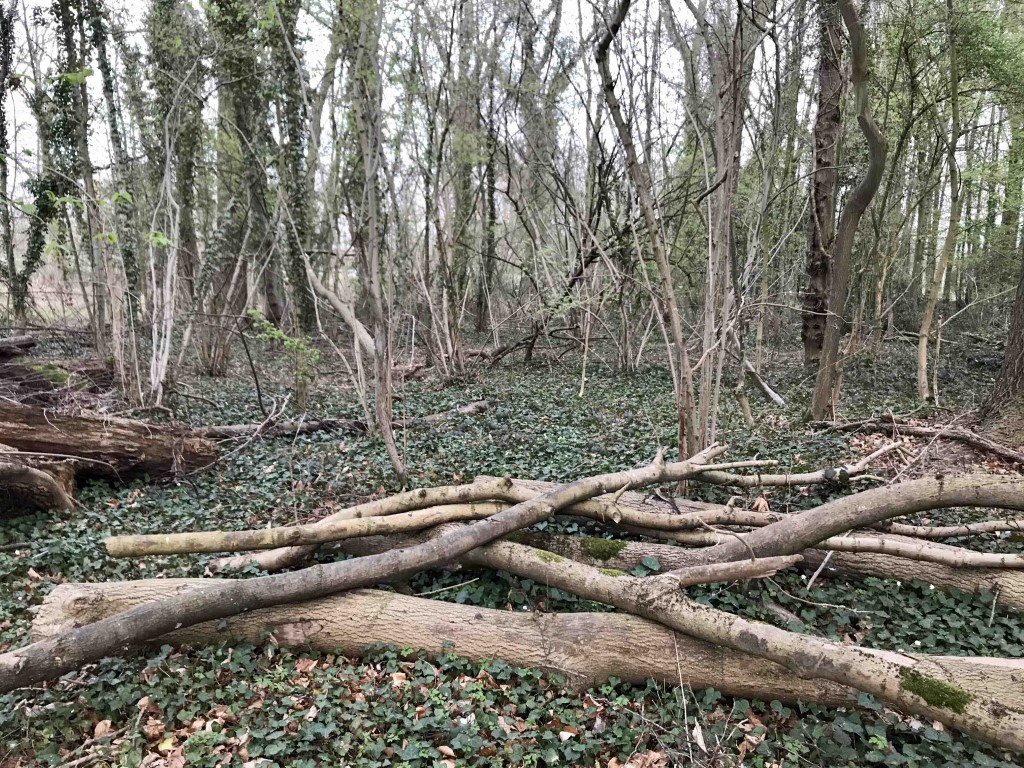 Natuur Aarde Groen Bomen Bos