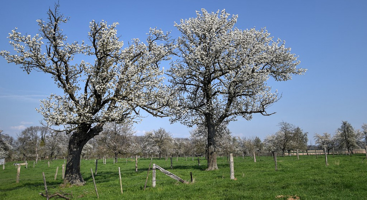 Hoogstam Bloesem bomen