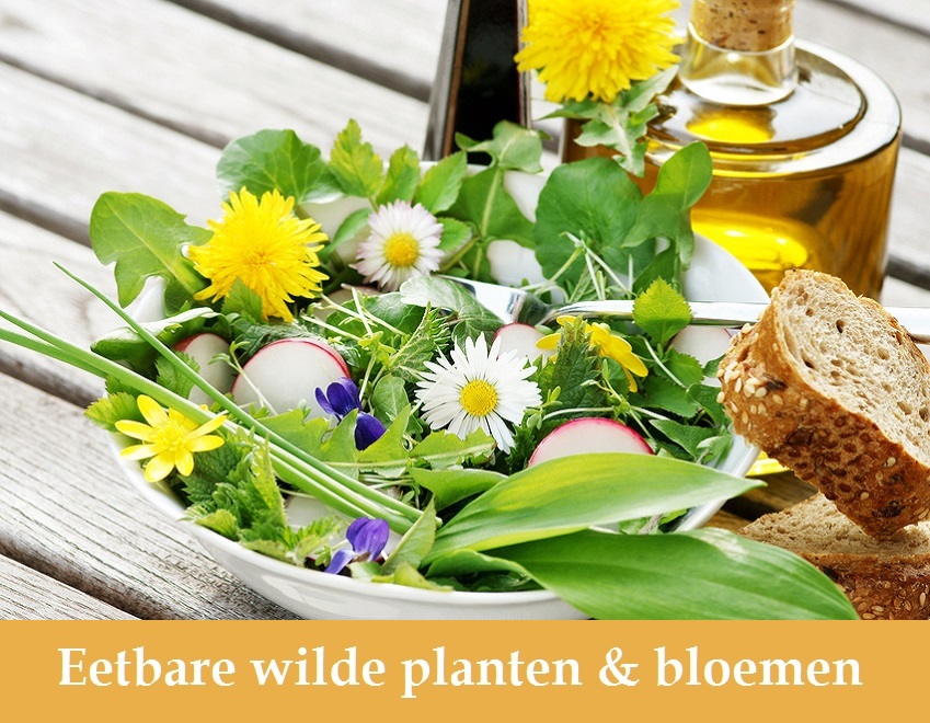 Workshop wilde planten