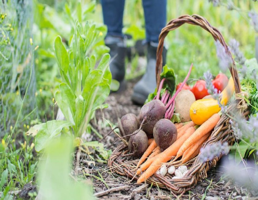 milieuvriendelijk moestuinieren ecologisch