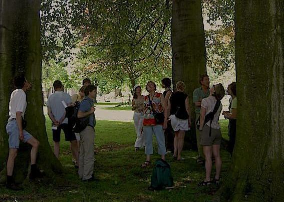 diverse mensen wandelen tussen de bomen en kijken omhoog