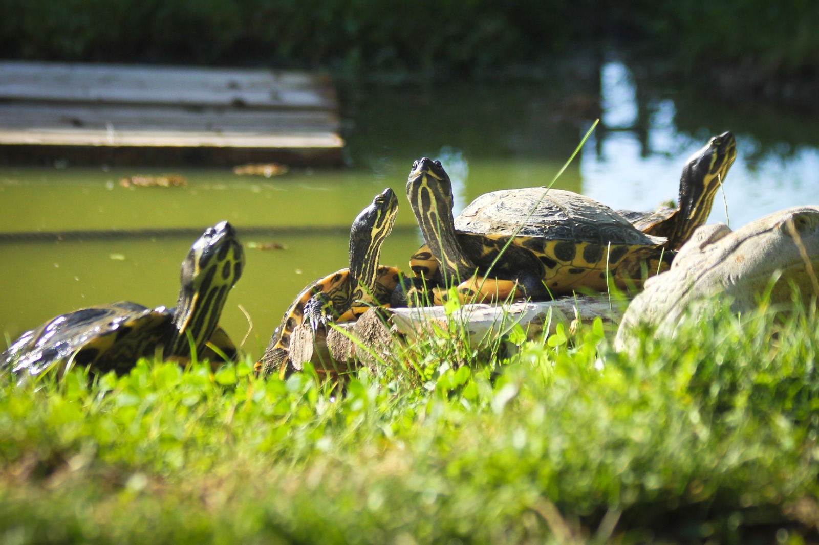 Schildpaddenopvang Maastricht