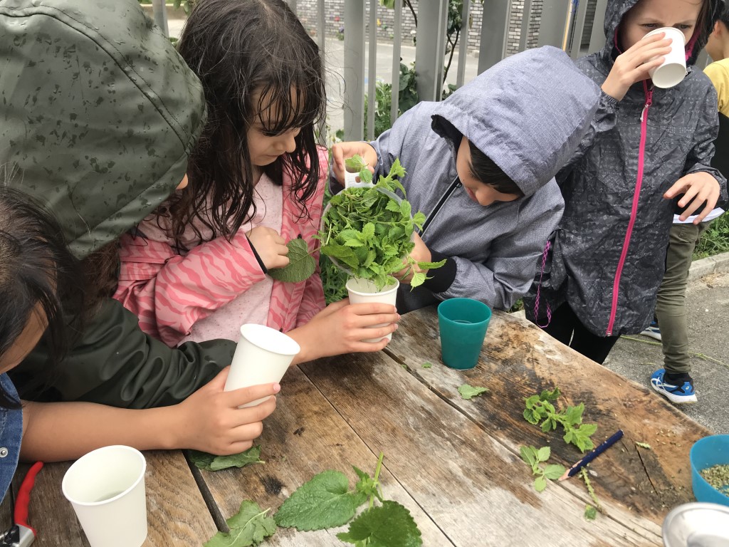 vaste eetbare planten