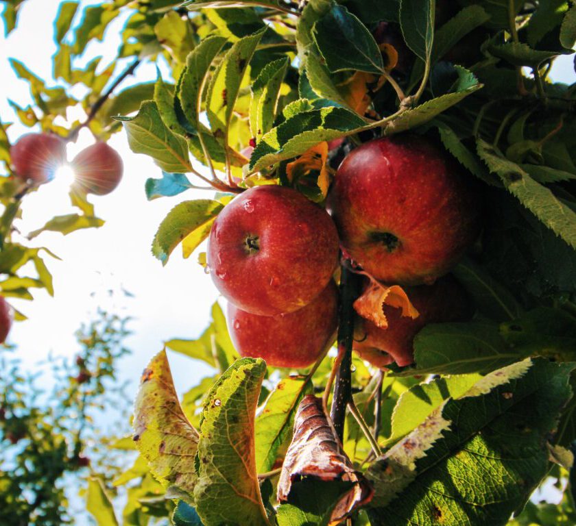appelboom aanplanten maastricht