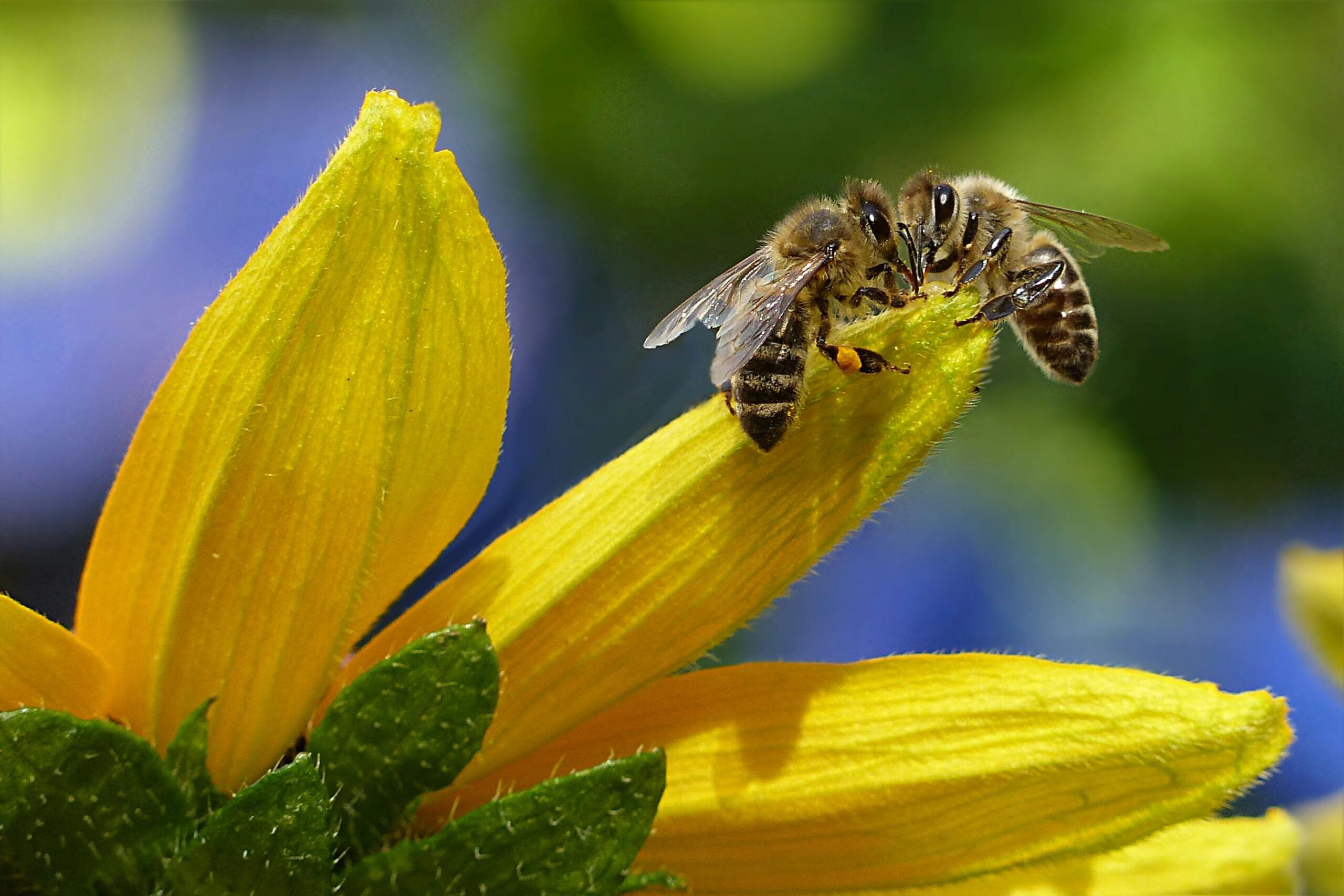 Monitoring Bijenhotspots